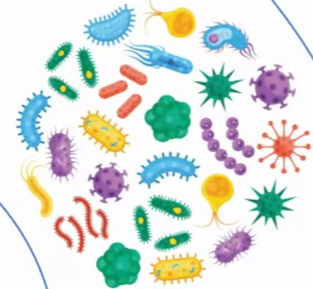 Coenzyme A (CoA) Assay Kit, 100 assays