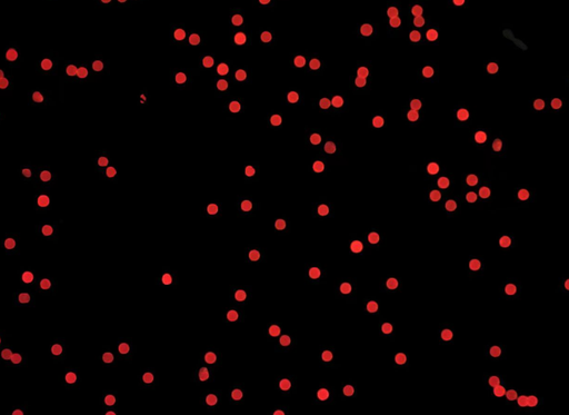 [AFR-2000-NH2] Red PS Fluorescent Particles, 20 um-NH2