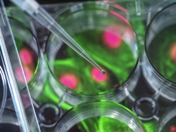 [ABPS-0900-F647] Polystyrene Particles, 9 um-Abvi Fluor647